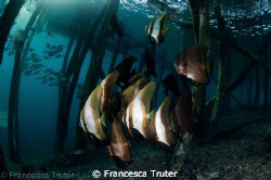 Late afternoon snorkel under a jetty. by Francesca Truter 